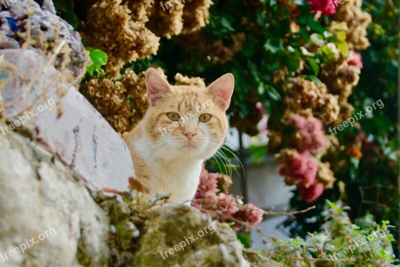 Nature The Animal Kingdom Outdoors Cute Cat