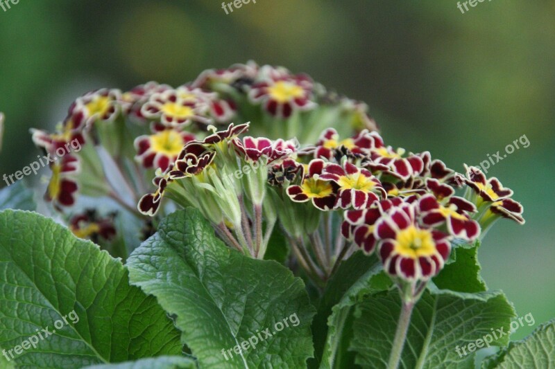 Auricula Spring Primrose Garden Nature