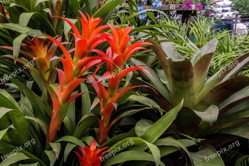 Bromeliad Nature Plant Flower Garden