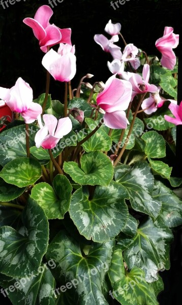 Cyclamen Flora Nature Leaf Flower