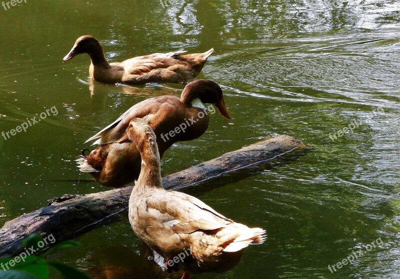 Bird Duck Lake Mare Fauna