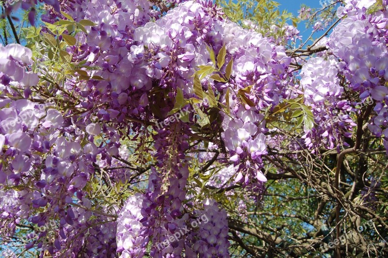 Flower Wisteria Nature Bloom Spring