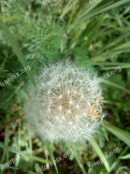 Nature Grass Plant Summer Dandelion