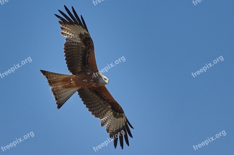 Milan Sky Blue Bird Nature