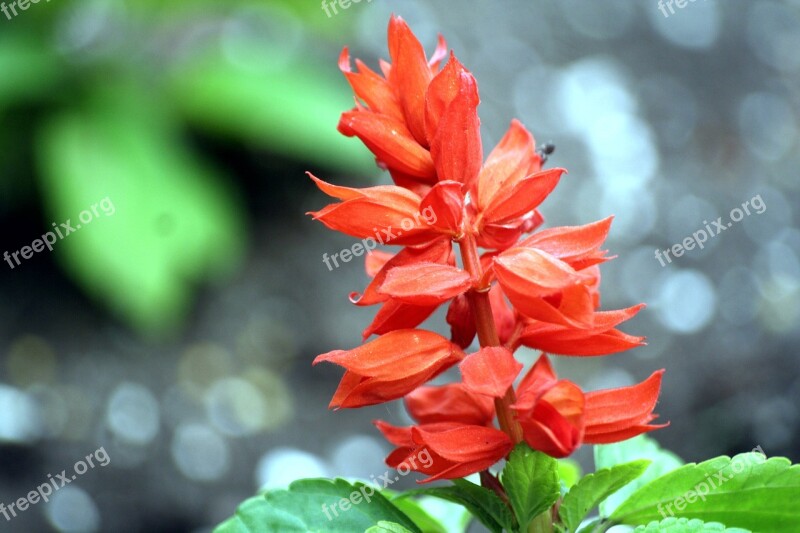 Nature Leaf Plant Garden Flower