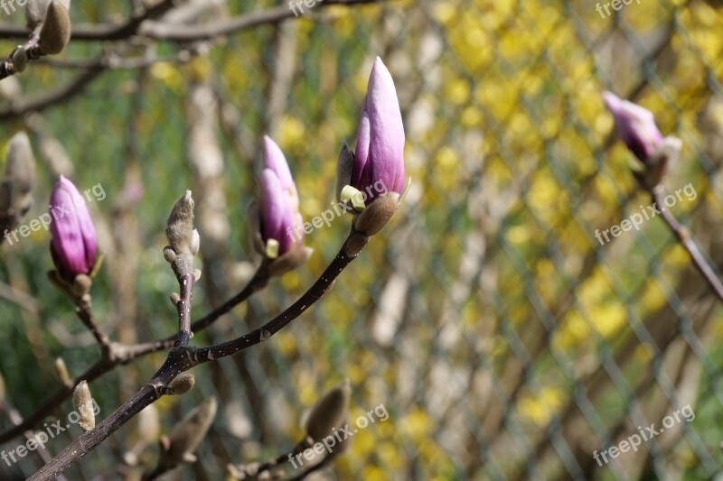 Flower Nature Plant Tree Magnolia