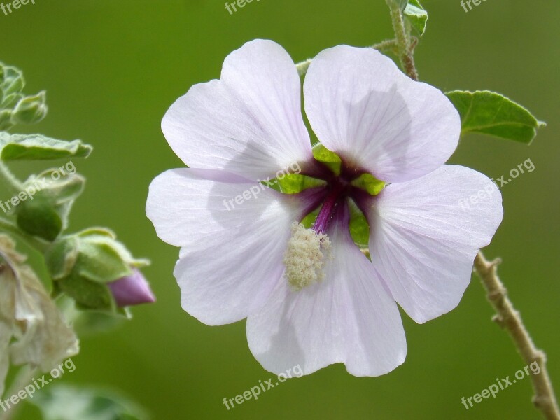 Hibiscus Syriacus Syrian Rose Wild Flower Flower Nature