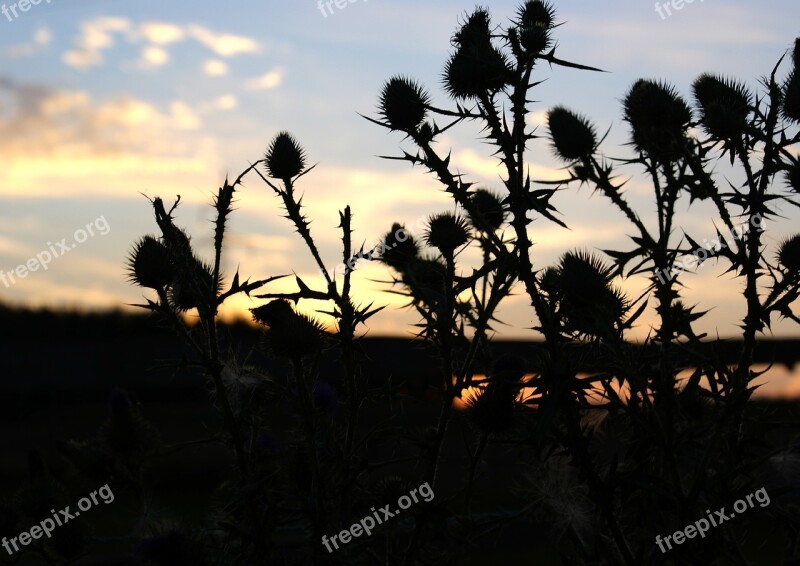 The Silhouette Plant At The Court Of Tree Sunset