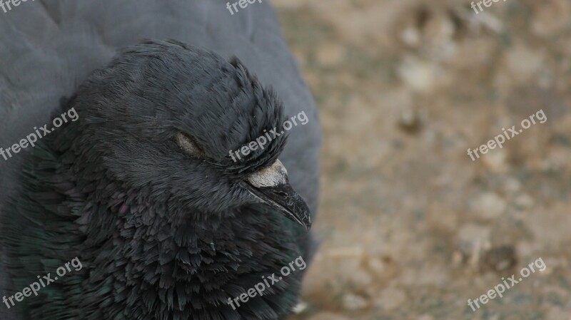 Wildlife Animal Nature Bird Pigeon