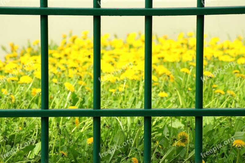 Fencing Trellis Landscape Nature Spring