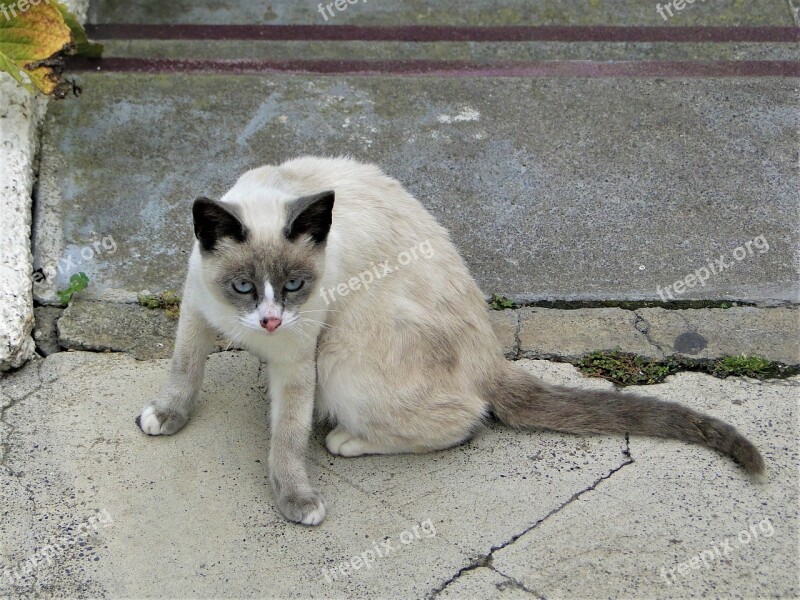 Mammal Animal Portrait Cute Cat