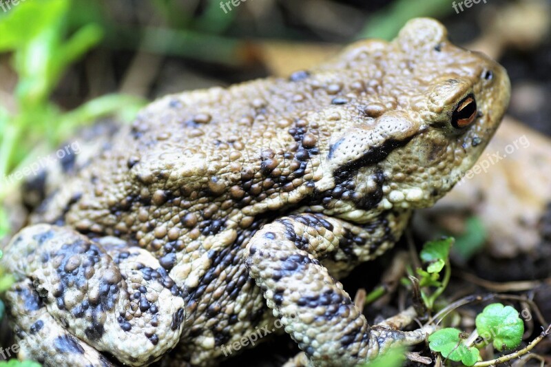 Toad General Bufo Bufo Amphibian Blisters