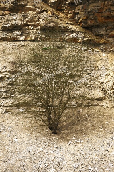 Quarry Bush Dry Rock Stone