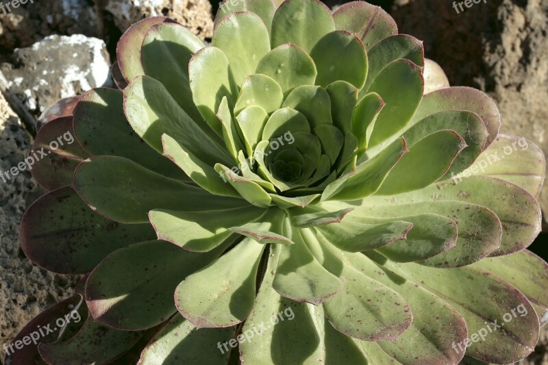 Plant Nature Leaf Food Garden