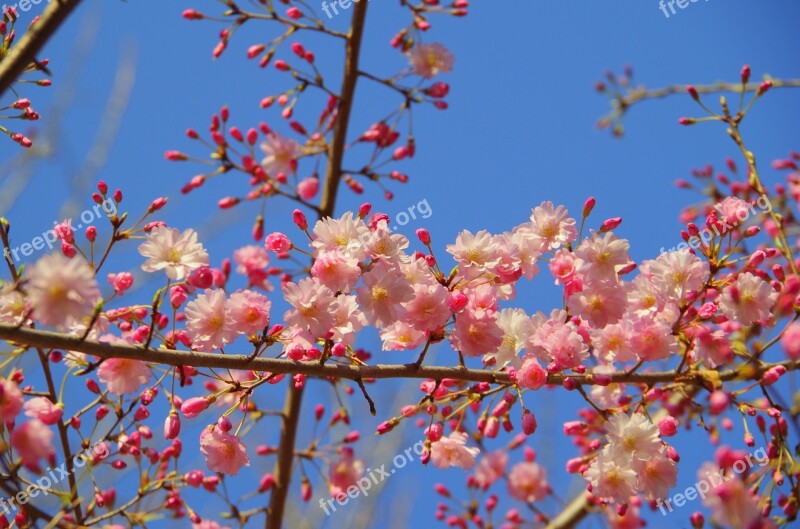 Branch Flowers Wood Cherry Blue Sky