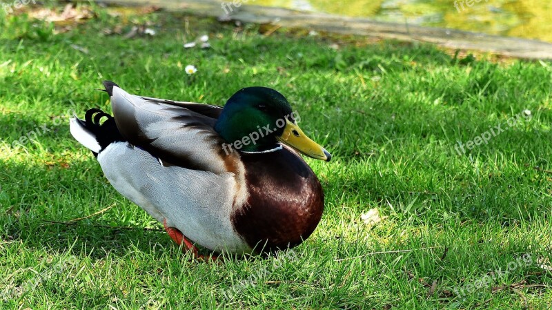 France Strasbourg Orangery Duck Animal