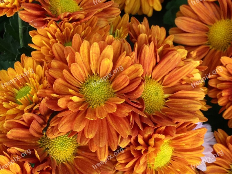 Petals Orange Flowers Oranges Stamens Orange Petals