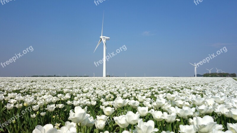 Wind Mill Tulips Bulbs Tulip Spring