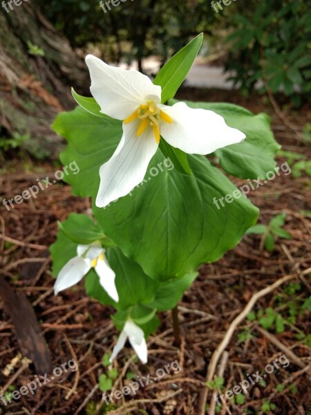 Nature Flower Flora Leaf Petal