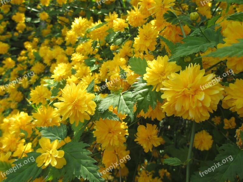 Flower Plant Nature Garden Leaf