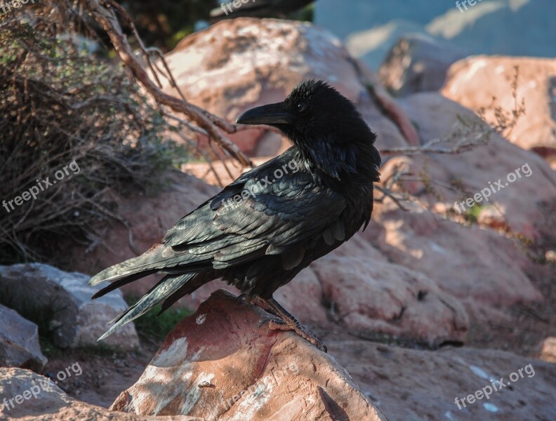 Nature Birds Wild Life Outdoors Animalia