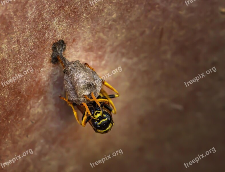 Nature Animal Insect Wasp Wasps