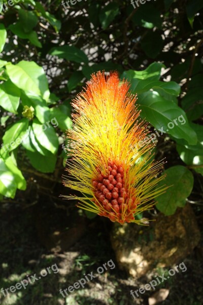 Nature Flora Leaf Summer Flower