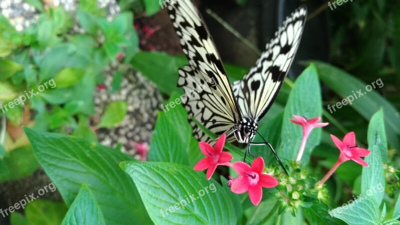 Nature Leaf Plant Flower Summer