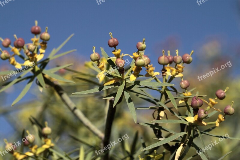 Nature Flower Plant Leaf Outdoors