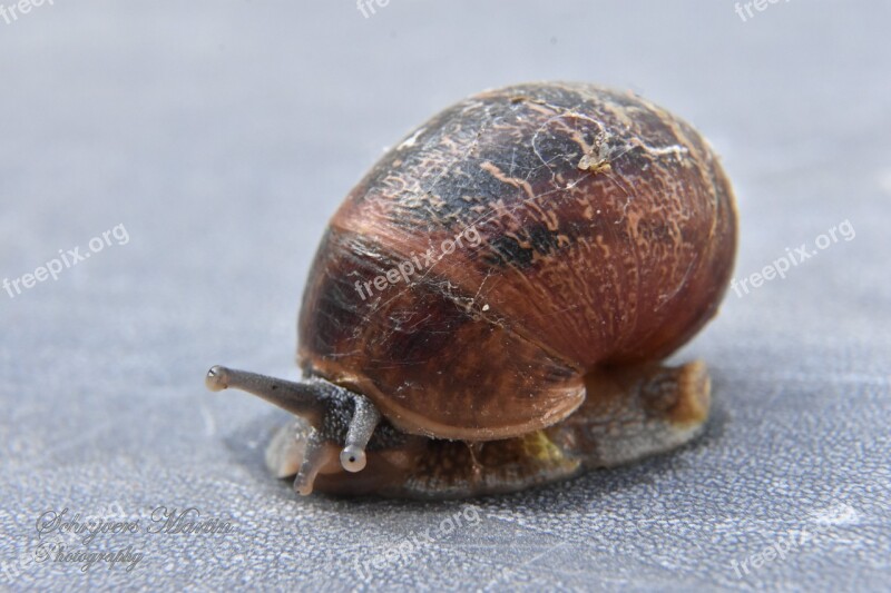 Slow Snail Invertebrates Shellfish Animal Kingdom