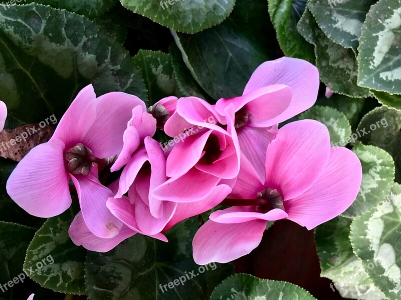 Pink Flower Pink Petals Flower Petals Garden