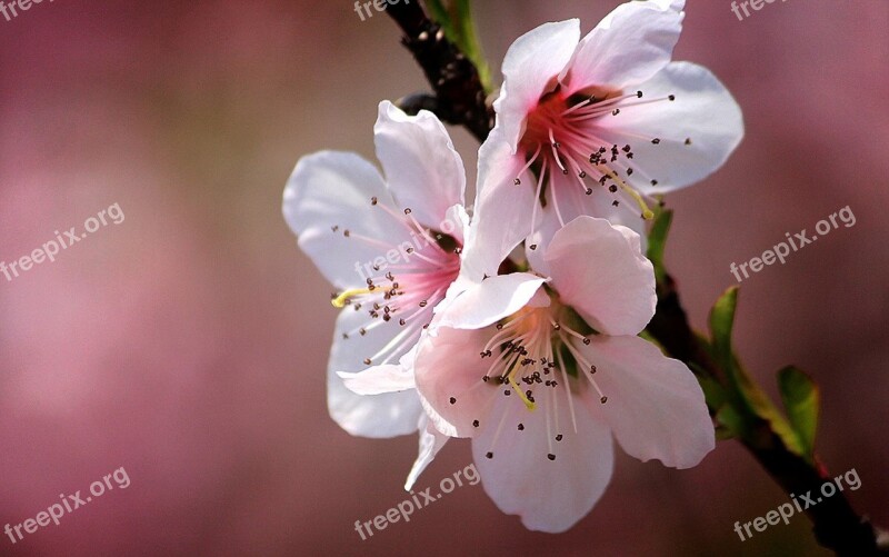 Korea Peach Fruit Trees Flowers Leaf Spring