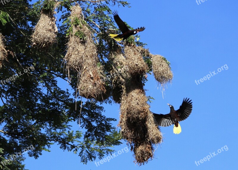 Nature Tree Sky Outdoors Birds