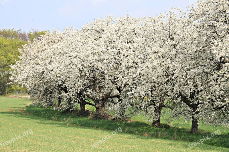 Franconian Switzerland Spring Cherry Blossom Landscape Nature