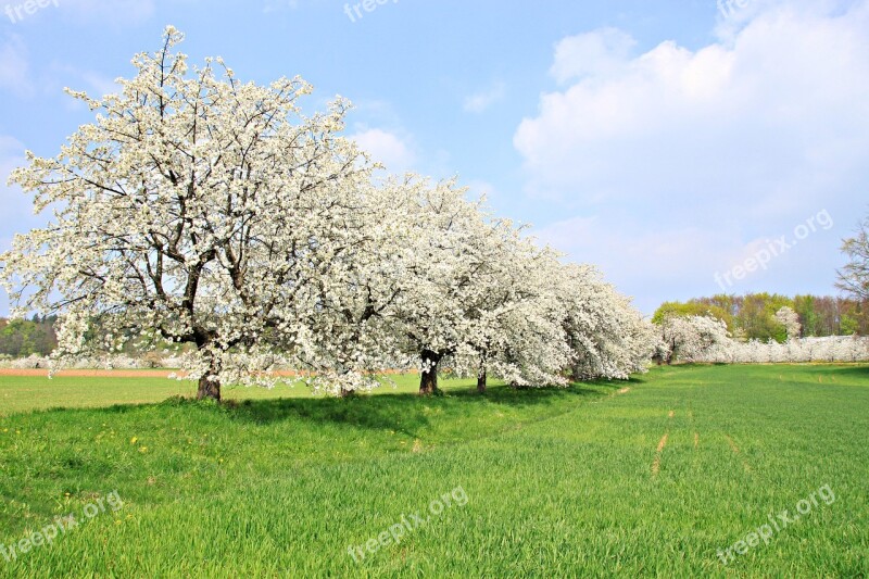 Franconian Switzerland Spring Cherry Blossom Landscape Nature