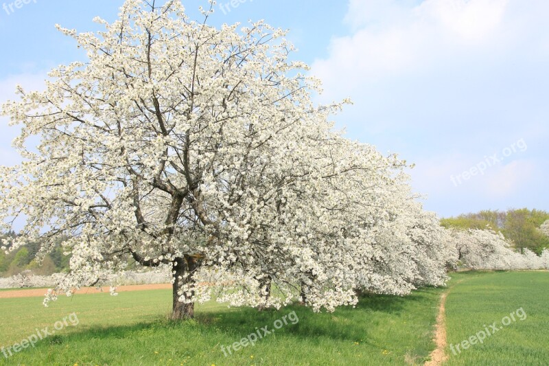 Franconian Switzerland Spring Cherry Blossom Landscape Nature