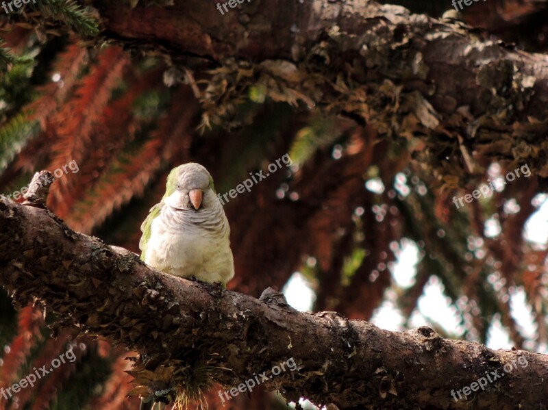 Nature Tree Wild Life Wood Birds