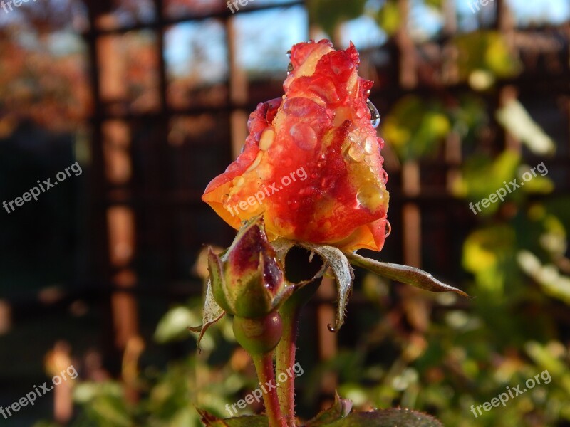 Nature Flower Outdoors Leaf Flora