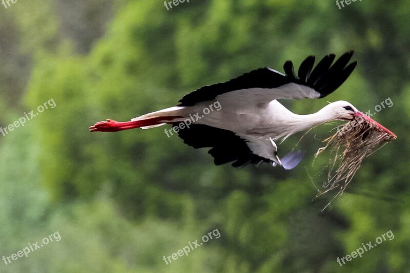 Spain Madrid Guadalix De La Sierra Cigüeña Común Bird