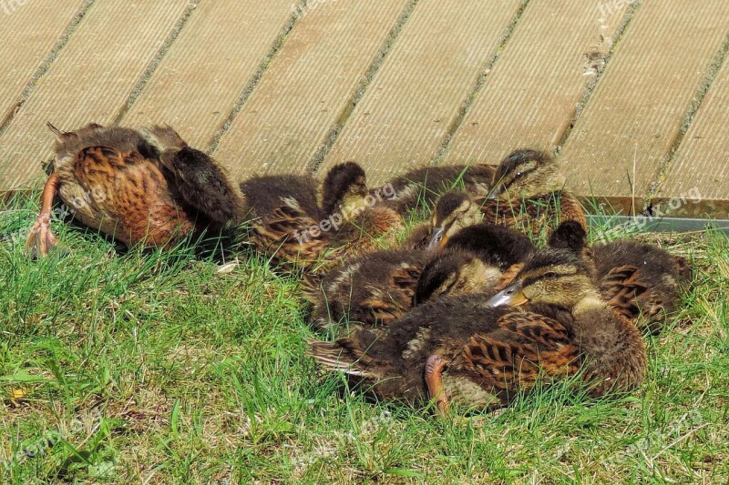 Ducklings Feather Bill Cute Duck