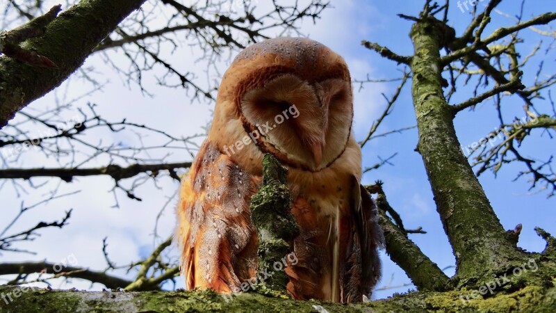 Tree Nature Garden Animal World Animals