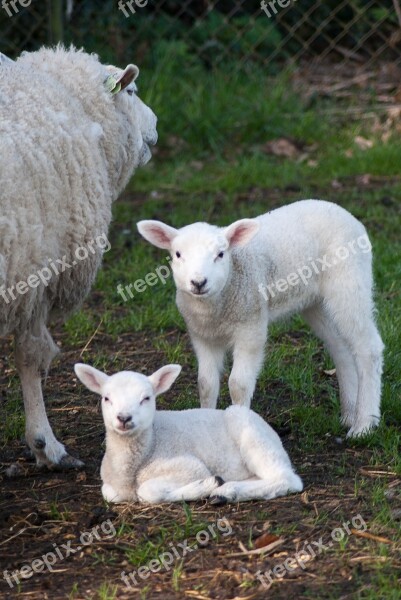 Little Lamb Sheep Cute Animal Kingdom Nature Mammals Farm