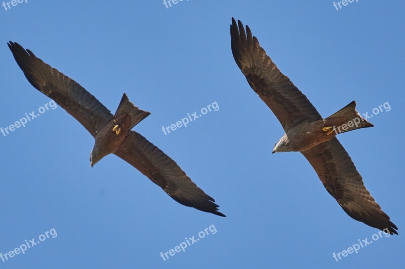 Milan Bird Bird Of Prey Falcon Nature