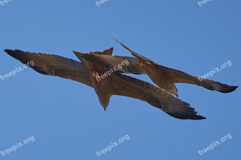 Milan Bird Bird Of Prey Falcon Nature