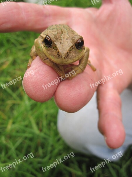 Nature Animal Amphibian Frog Wildlife