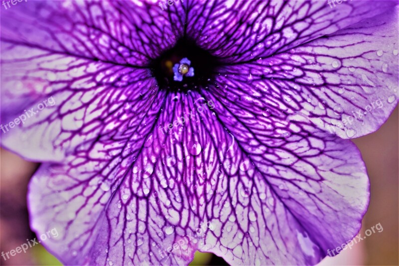 Plant Nature Flower Petal Close Up