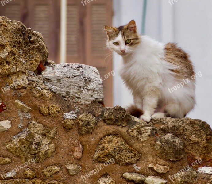 Cat The Animal Kingdom Mammals Free Photos