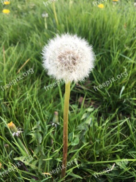 Grass Nature Summer Flora Hayfield