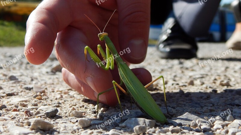 Nature Sand Animal Praying Mantis Friendship