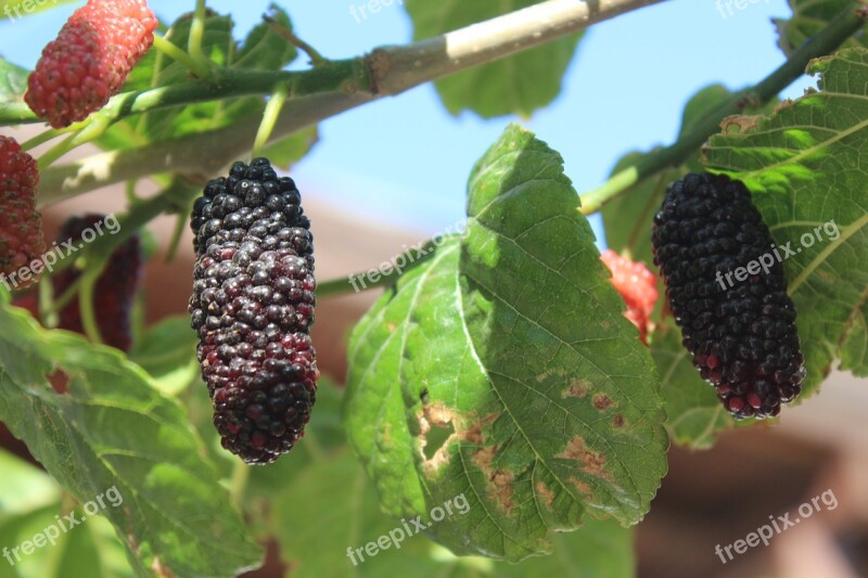 Fruit Food Leaves Mulberry Mulberry Leaf